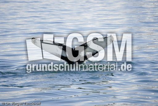 Buckelwal (55 von 57).jpg